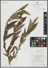 Foto von Salix alba L. x Salix fragilis L.